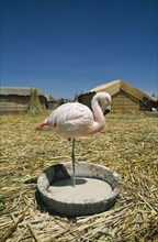 BOLIVIA, La Paz, Lake Titicaca, "Uros Floating Islands. Captive flamingo standing on one leg, alone