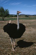 SOUTH AFRICA, Ostrich Farm, "Single male, Struthio camelus, standing."