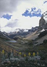 COLOMBIA, Cordillera , Boyaca, "Frailejon plants, with Sierra Nevada de Cocuy behind,"