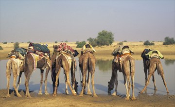 INDIA, Rajasthan, Camels being used for a trek having a break and drinking water.