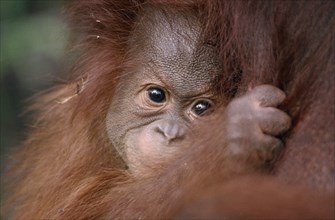 ANIMALS, Apes, Orang-utan, Pongo pygmaeus.  Close view of baby Orang-utan clutching its mother.