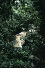 MALAYSIA, Perak Province, Cameron Highlands, Robinson Falls framed by tropical vegetation near