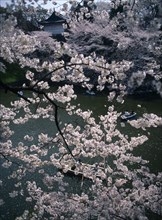 JAPAN, Honshu, Tokyo, Chidorigafuchi Park.  Boaters on lake beneath cherry blossom at Tayasu-mon