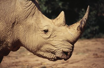 UGANDA, Entebbe Wildlife Park, "White Rhino, head and horns."