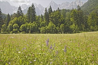 SLOVENIA, Godz Martuljek, A lovely uncut spring hay meadow in the wide Alpine Valley in the shadow