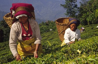 INDIA, West Bengal, Darjeeling, "Tea picking from its eighty or so tea estates, Darjeeling produces