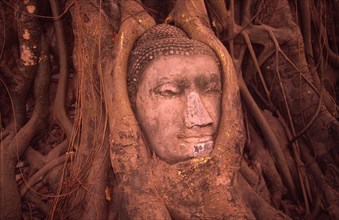 THAILAND, Bangkok Area, Ayutthaya, "Wat Phra Mahathat stone Buddha head in roots of bodhi tree