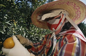 THAILAND, Chiang Mai Province, Tha Ton, "Orange harvest worker wearing face mask, gloves and wide