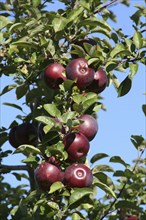 USA, Vermont, Apples, Red Courtland Apples on tree.