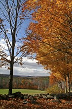 USA, New Hampshire, Meredith, Autumnal foliage