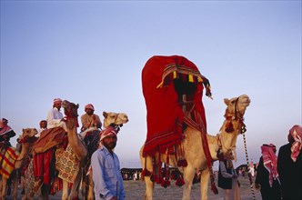 KUWAIT, Western Kuwait, Bedouin cultural show at camel racing event in the desert.  Men and camels