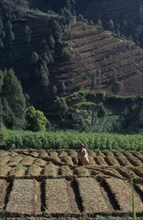 INDONESIA, Java, Mt Bromo, Woman amongst crops in terraced foothills.