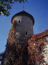 ESTONIA, Tallinn, City wall and circular tower with red creeper growing over walls and roof.