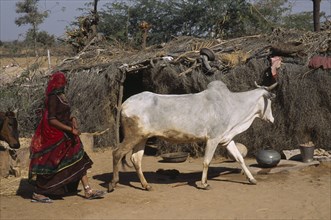INDIA, Rajasthan, Garou, Bishnoi woman herding cattle past thatched shelter made from wood and