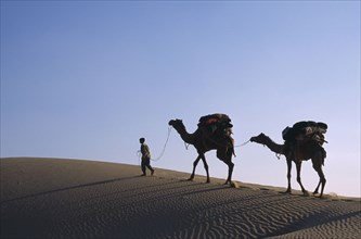 INDIA, Rajasthan, Thar Desert, Camel herder with loaded camels silhouetted against pale sky on