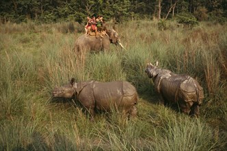 NEPAL, Chitwan National Park, Tourists on elephant trek photographing pair of Indian  Rhinoceros