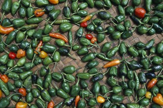 NEPAL, Khumbu Region, Chilli peppers laid out to dry in the sun.
