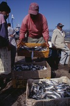 MOROCCO, Essaouira, Unloading catch of freshly caught and salted fish in crates on quayside.