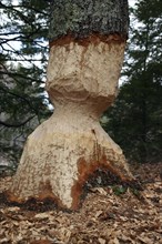 USA, New Hampshire, Trees, Tree eaten by Beaver