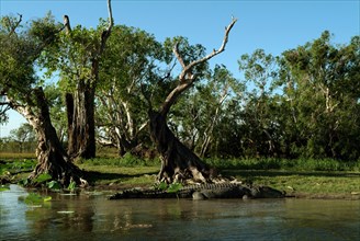 Australia, Northern Territory, Animals, Crocodilus Crocodilus - The Saltwater Crocodile - Rockhole