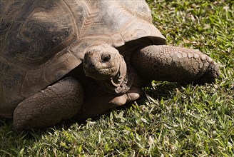 Australia, Queensland, Beerwah, Darwins Own Tortoise - The oldest creature on earth - Australia Zoo