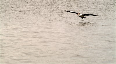 Australia, Western Australia, Perth, Pelican landing on the Swann River