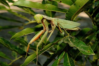 Australia, Queensland, Karumba, Preying Mantis