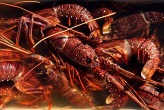 Australia, Western Australia, Dongara, Western Rock Lobster