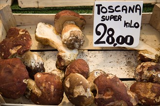 ITALY, Veneto, Venice, Toscana Portabello mushrooms for sale in the vegetable market in the San