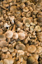 ITALY, Veneto, Venice, Finferli or Chanterelle mushrooms for sale in the vegetable market in the
