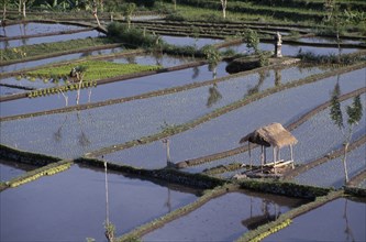 INDONESIA, Bali, Farming, Woman working in rice paddy fields.