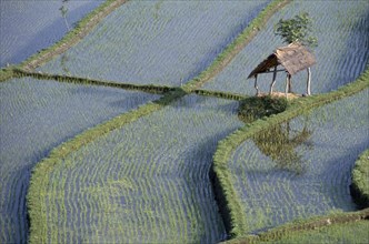 INDONESIA, Bali, Farming, Rice paddy fields.