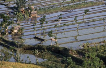 INDONESIA, Bali, Farming, Patchwork of rice paddy fields.