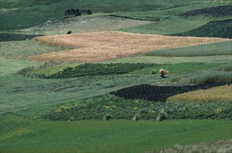 ECUADOR, Zalaron, Distant view of woman walking through patchwork of fields bringing hay back to