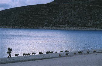 BOLIVIA, La Paz, Lake Titicaca, Isla del Sol.  Bringing sheep and forage back to village along lake