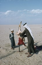 QATAR, People, Man with boy butchering a sheep in the desert