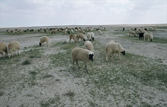QATAR, Agriculture, Sheep farming on the edge of the desert