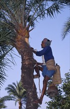 BANGLADESH, Khulna, Magura, "Labourer preparing palm tree to yield juice, climbing trunk with bare