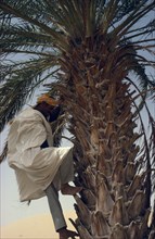 ALGERIA, Agriculture, Man climbing date palm with bare feet.