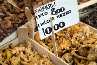 ITALY, Veneto, Venice, Finferli or Chanterelle mushrooms for sale in the Rialto Market