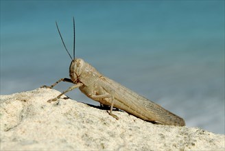AUSTRALIA, Western Australia, Port Smith, Giant Grasshopper 15cm