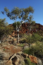 AUSTRALIA, Western Australia, Dampier Peninsula, Hearson's Gully Aboriginal Art