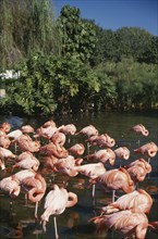 USA, Florida, Wildlife, Pink Flamingoes standing in shallow water