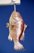 USA, Florida, Ornamental display of hanging tropical fish against a blue sky