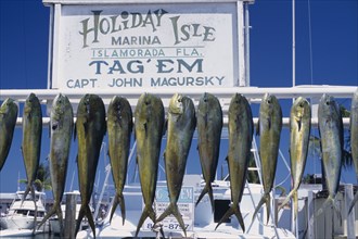 USA, Florida, A catch of Dolphin Fish hanging up in a marina