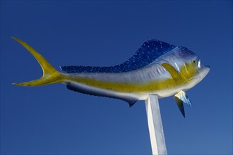 USA, Florida, Ornamental tropical fish displayed on a pole against a blue sky