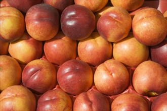ENGLAND, West Sussex, Shoreham-by-Sea, French Market. Detail of Nectarines on market stall