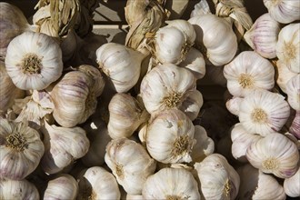ENGLAND, West Sussex, Shoreham-by-Sea, French Market. Detail of garlic on market stall