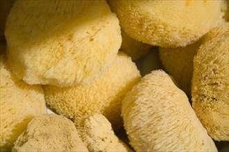 ENGLAND, West Sussex, Shoreham-by-Sea, French Market. Detail of natural sponges on market stall