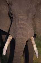 KENYA, Amboseli Nat. Park, Wildlife, Head shot of elephant.
